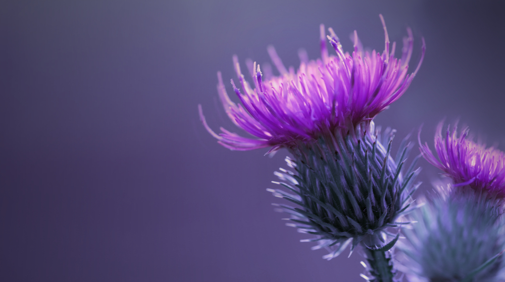 thistle