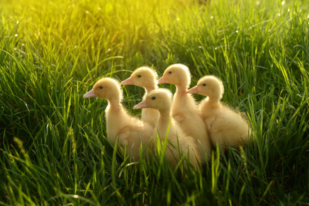 ducklings