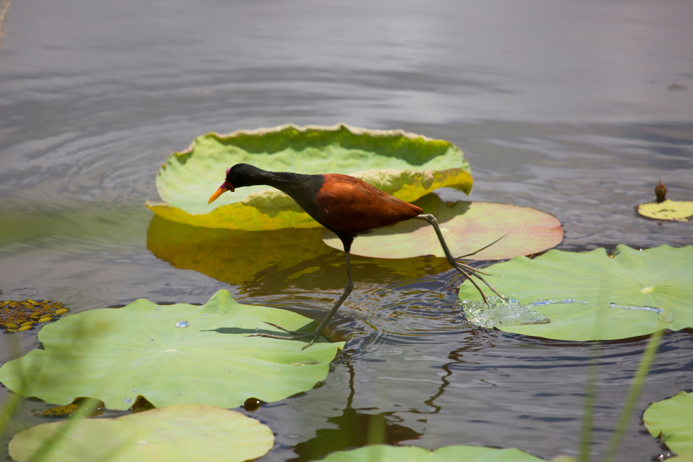 Jacana